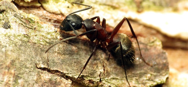 an ant outside of a maryland home