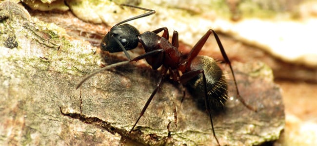 ant on bark