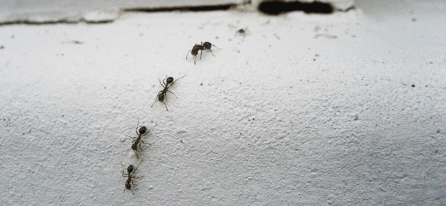 ant marching in a line