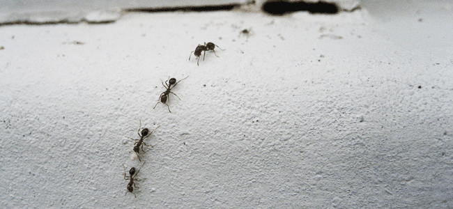 American Pest Ant Control ant marching in a line