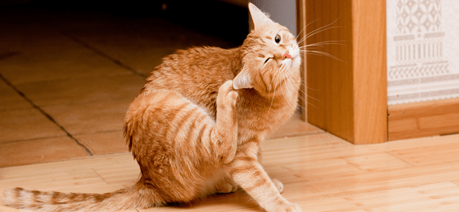 orange striped cat scratching its ear