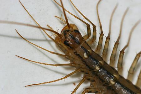 centipede on green background