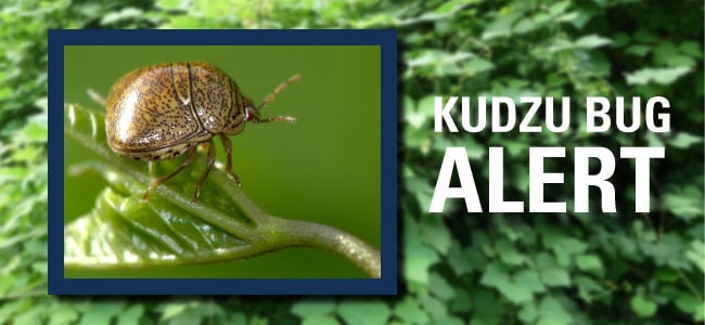 kudzu bug in maryland