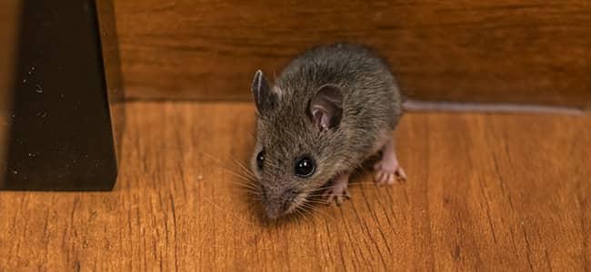 Reclaim Your Home From The House Mouse mouse stalking on hard wooden floors