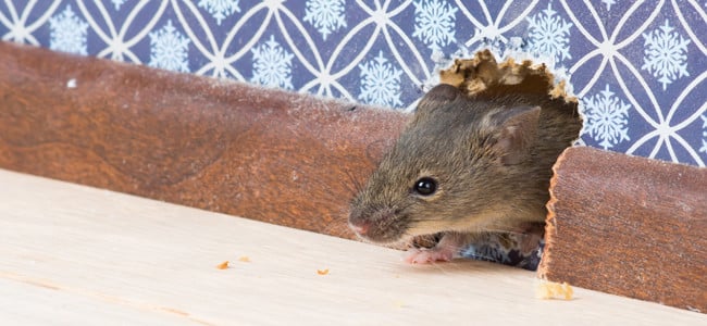 Call The Rodent Experts In Maryland mouse in a hole in the wall