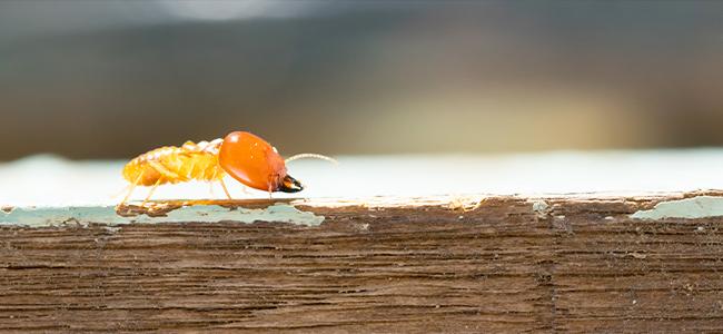 termite crawling on wood