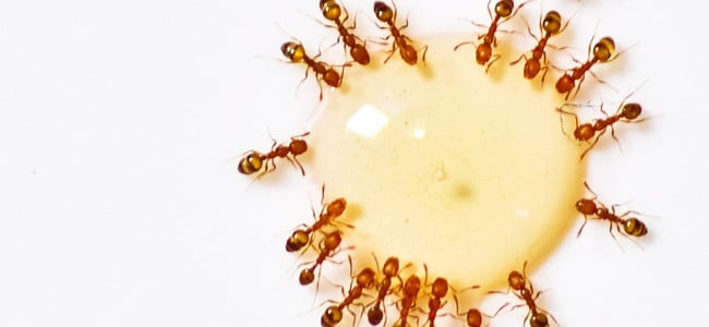 prevent ants from seeking shelter in your maryland home