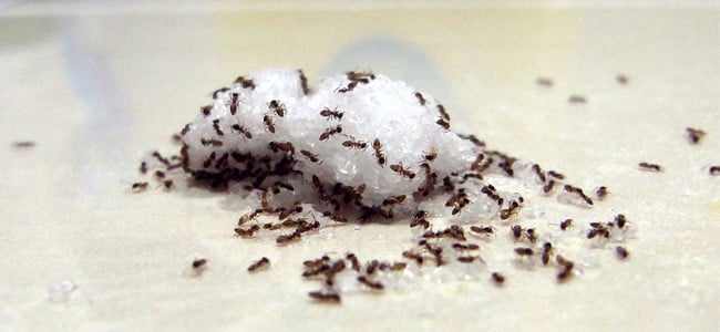ants eating sugar on counter inside maryland home