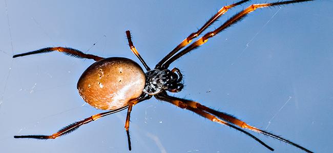 spider on window