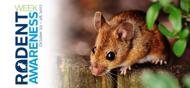 Oct 22-28 Is Rodent Awareness Week rodent awareness week