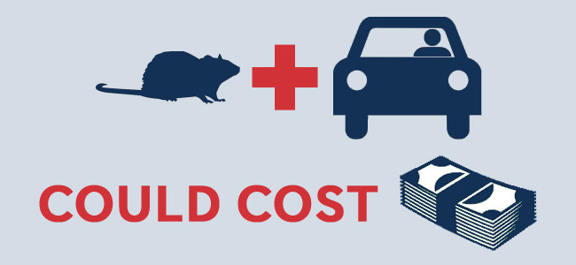 rodent damage in cars costs money