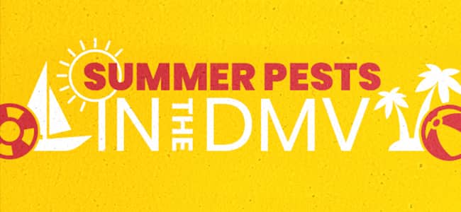 summer pests in the dmv banner