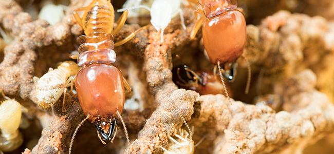 termites in wood up close