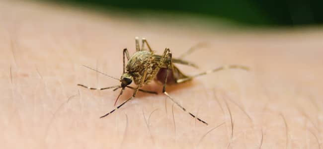 mosquitoes with west nile virus confirmed in maryland