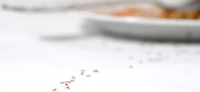 ants marching towards plate