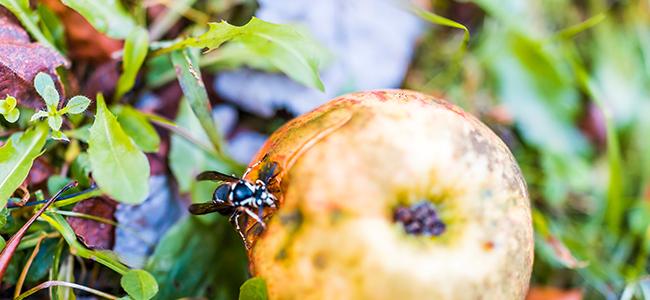 hornet on apple