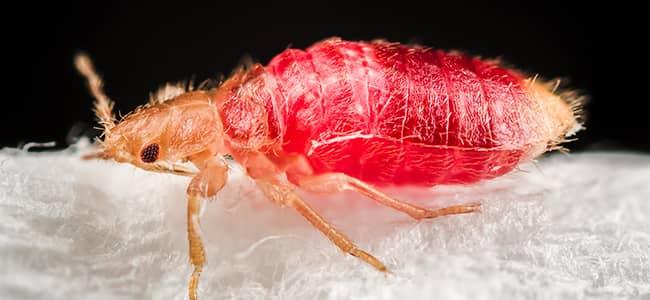 Why Bed Bugs Are Such A Big Fall Pest