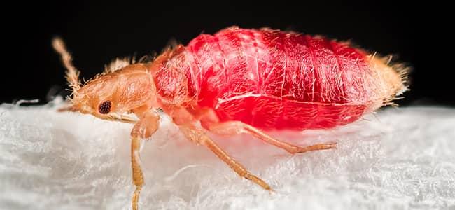 a bed bug on cotton sheets in washington dc