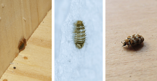 How To Spot If Carpet Beetles Are Living Inside Your Home This Winter Grimsby Live