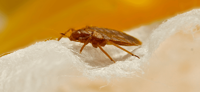 Learn How To Get Rid Of Those Bed Bugs You Received For Christmas bed bug in maryland home