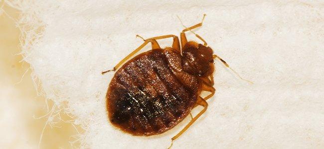 bed bug on pillow cotton