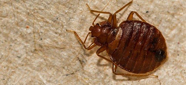 bed bug on bed