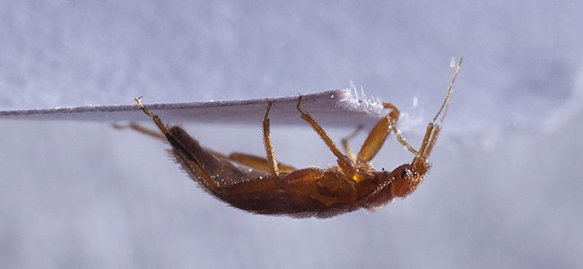 a bed bug crawling on paper