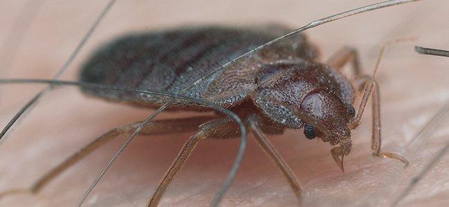 an up close image of a bed bug feeding on blood