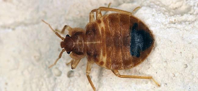 a bed bug up close