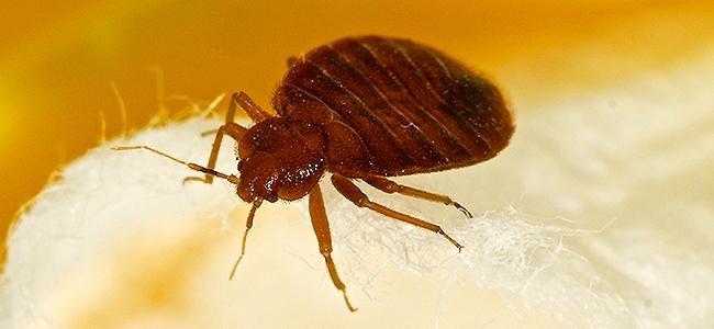 bed bug on a bed