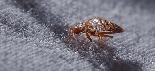 bed bug crawling on bed