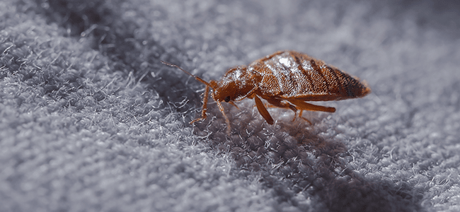 Learn How To Deal With A Bed Bug Infestation With American Pest bed bug crawling on bed