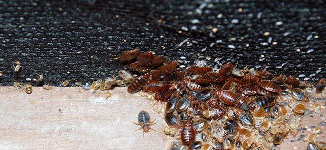 severe bed bug infestation