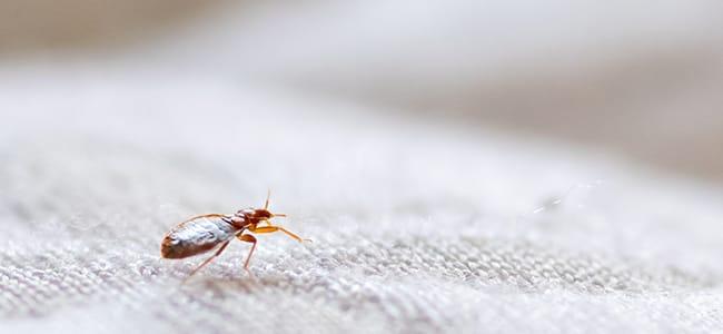 Keep Your Home Bed Bug Free bed bug on bed