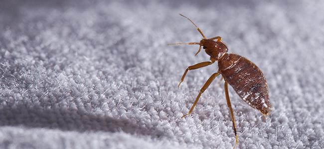 close up of bed bug