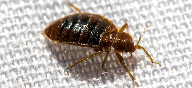 bed bug on white sheet