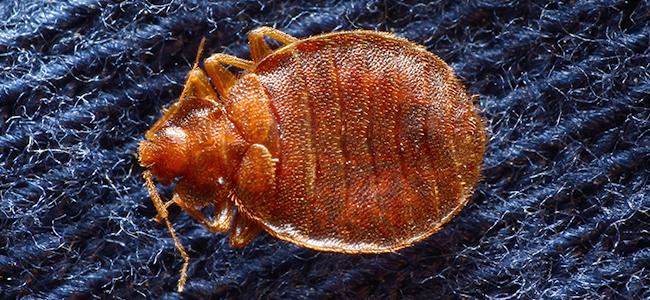 Keep Bed Bugs Out Of Your Maryland Home bed bug on blue rug