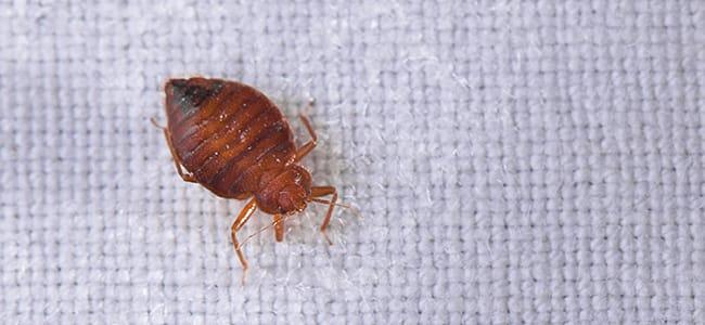 bed bug on mattress