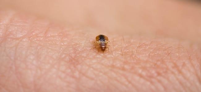 Find Out More About Bed Bugs bed bug in washington home