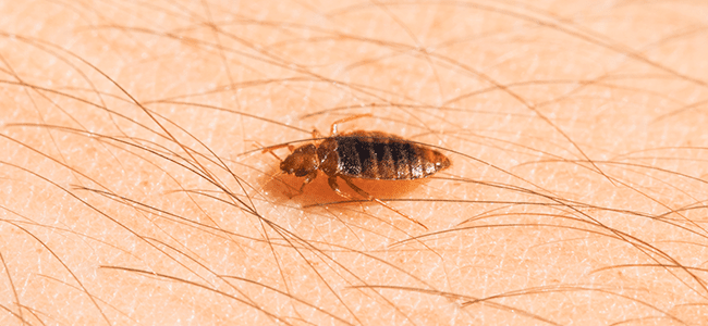 bed bug crawling on skin