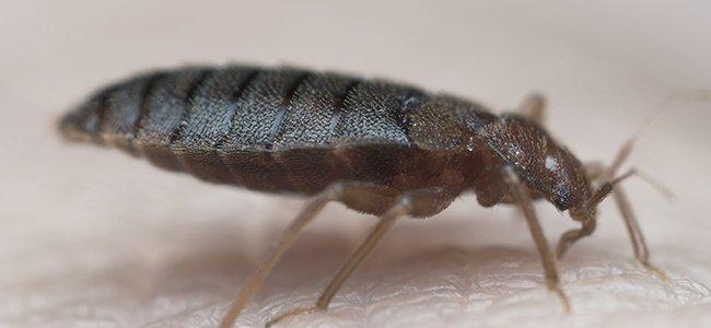 Learn How To Get Rid Of Carpet Beetle And Their Larvae Carpet Bugs Carpet How To Clean Carpet