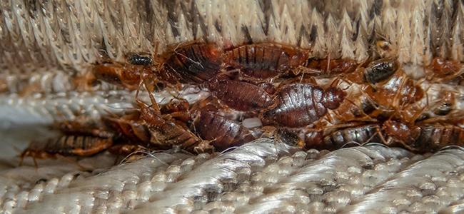 Bed Bug Signs To Watch For Around Your Maryland Home