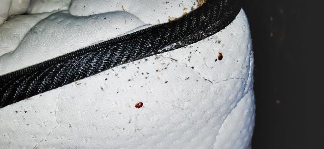 bed bug infestation