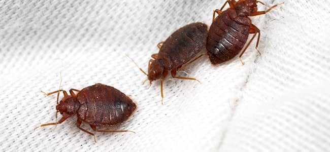 bed bug on white blanket