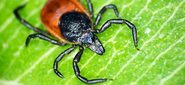 tick on leaf