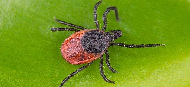 a black legged tick crawling on a leaf