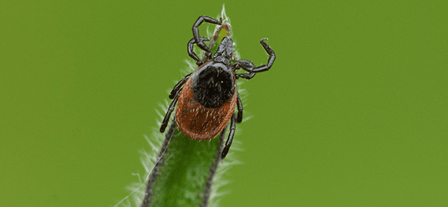 black legged tick on blade of grass