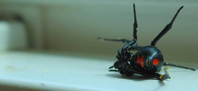 up close image of a black widow spider