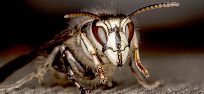 bald face hornet up close