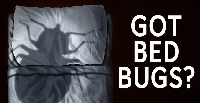 get rid of bed bugs in bed graphic